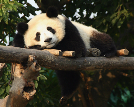 wildlife07